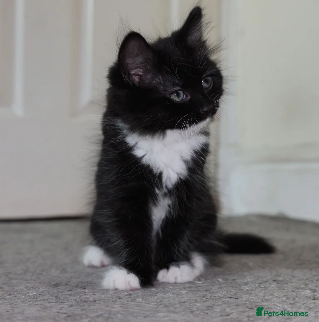 Turkish Angora cats for sale: Playful Kittens for Loving Homes - Advert 1