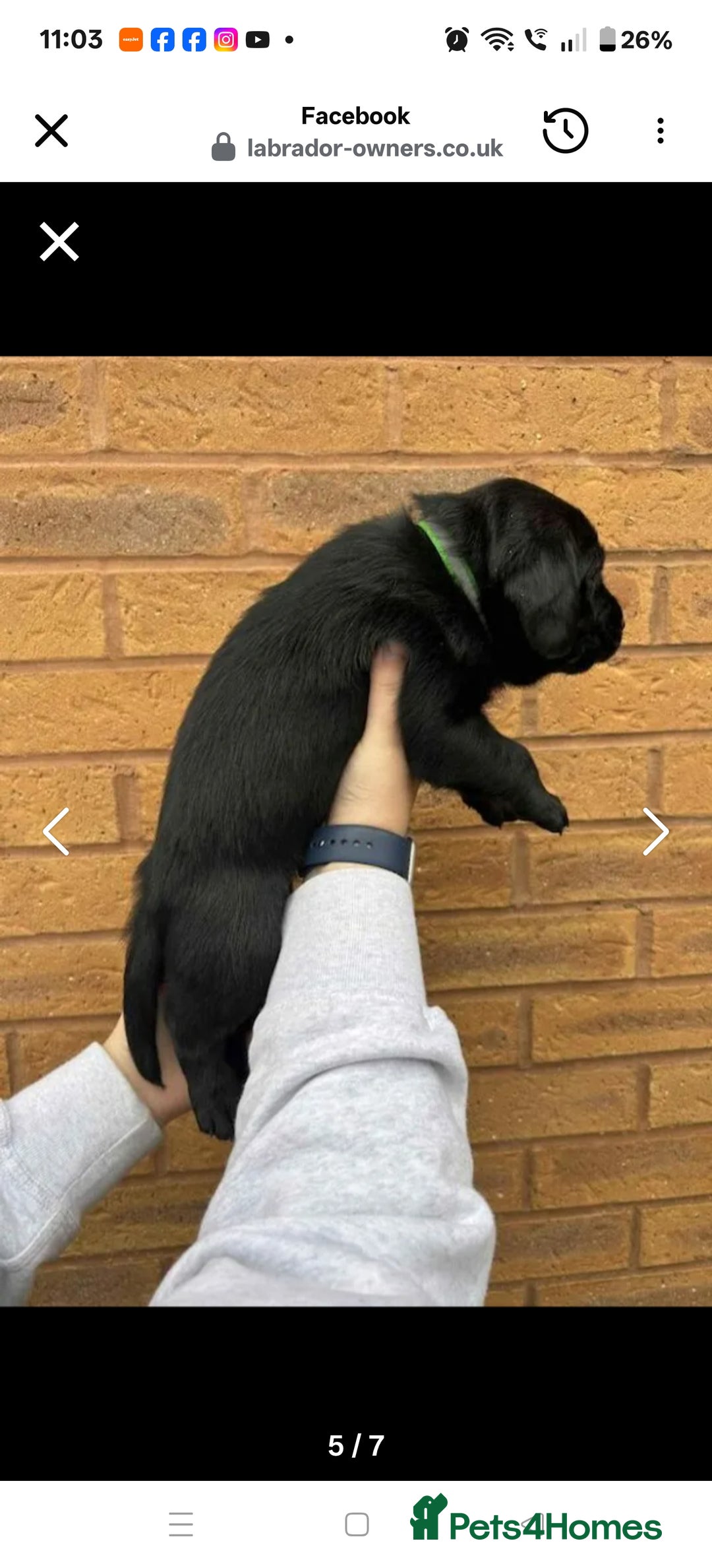 Labrador Retriever dogs for sale: Labrador 4 black males  - Advert 8