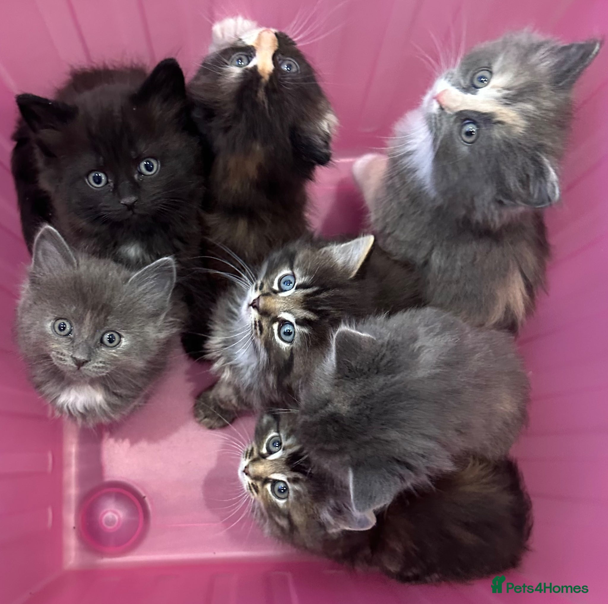 Norwegian Forest Cat cats Stunningly gorgeous Norwegian Forest Kittens - Advert 1