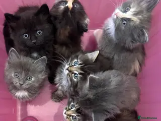 Norwegian Forest Cat cats Stunningly gorgeous Norwegian Forest Kittens - Advert 10