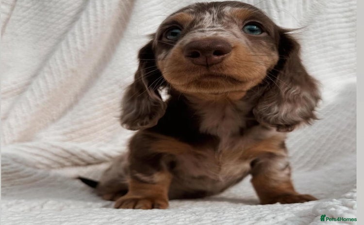 Miniature Dachshund dogs - Advert 7