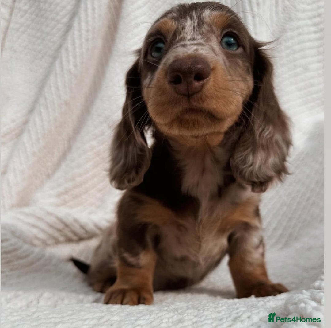 Miniature Dachshund dogs for sale: Miniature Dachshund puppies! - Image 1