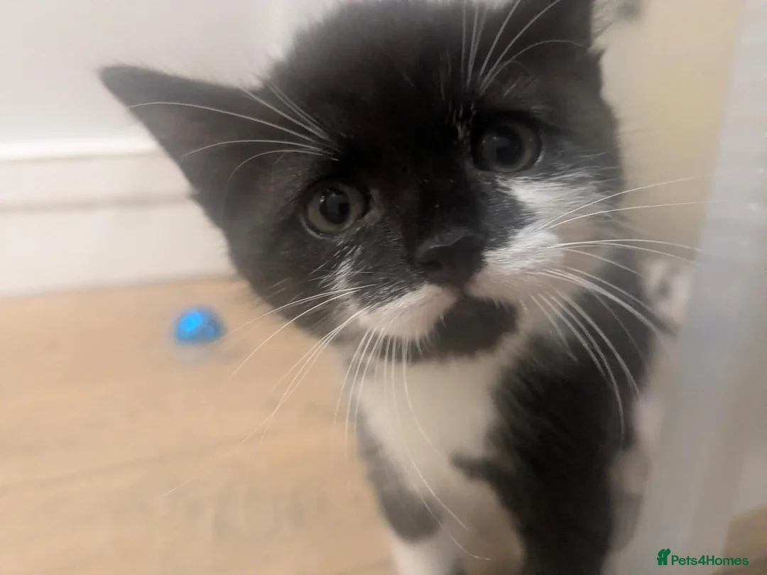 British Shorthair cats for sale: Last kitten - Advert 2