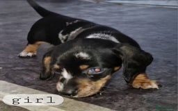 Dachshund dogs for sale: Beautiful dachshunds puppys - Image 4