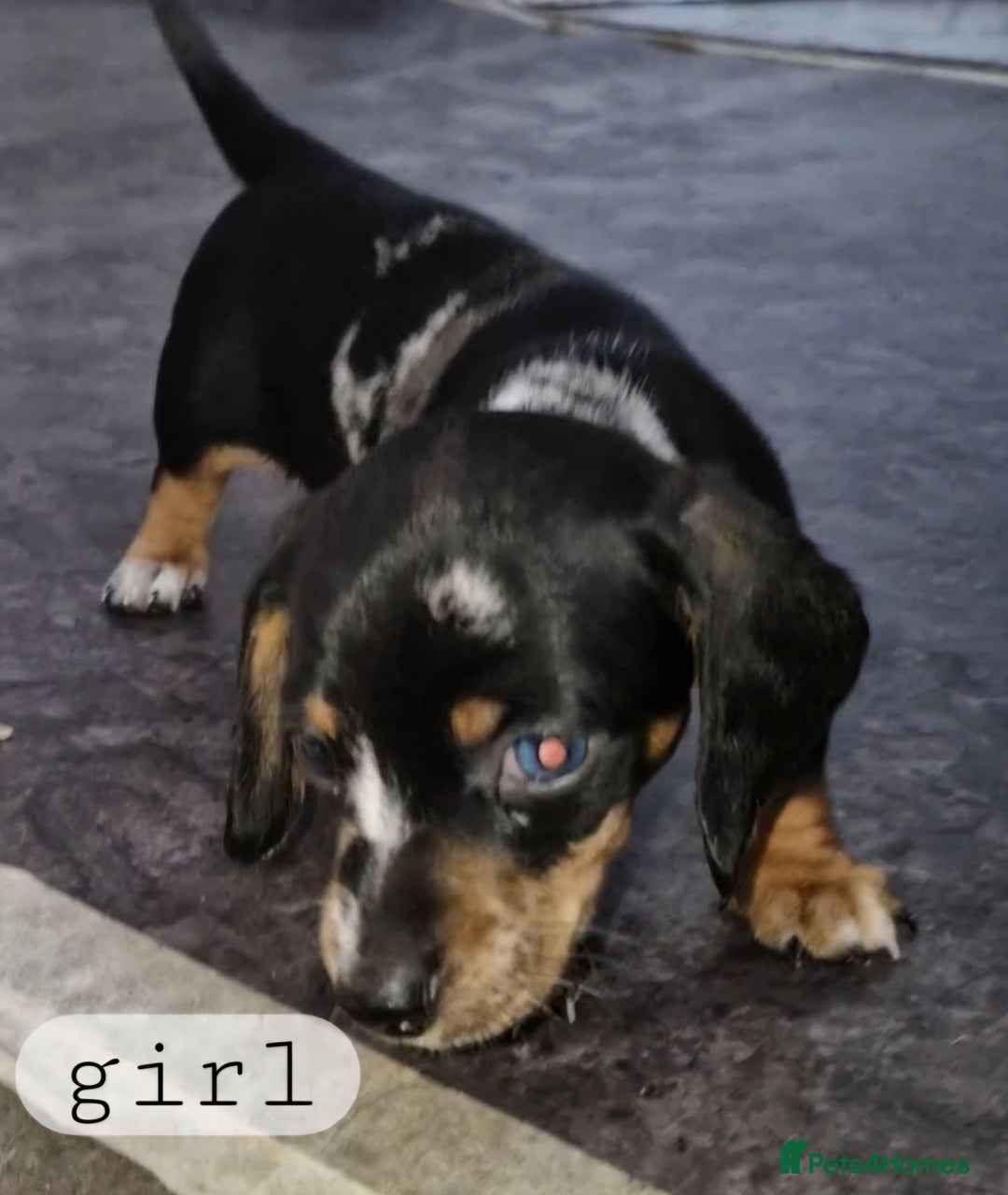 Dachshund dogs for sale: Beautiful dachshunds puppys - Image 4