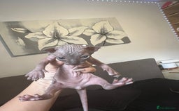 Sphynx cats for sale: Sphynk - Image 7