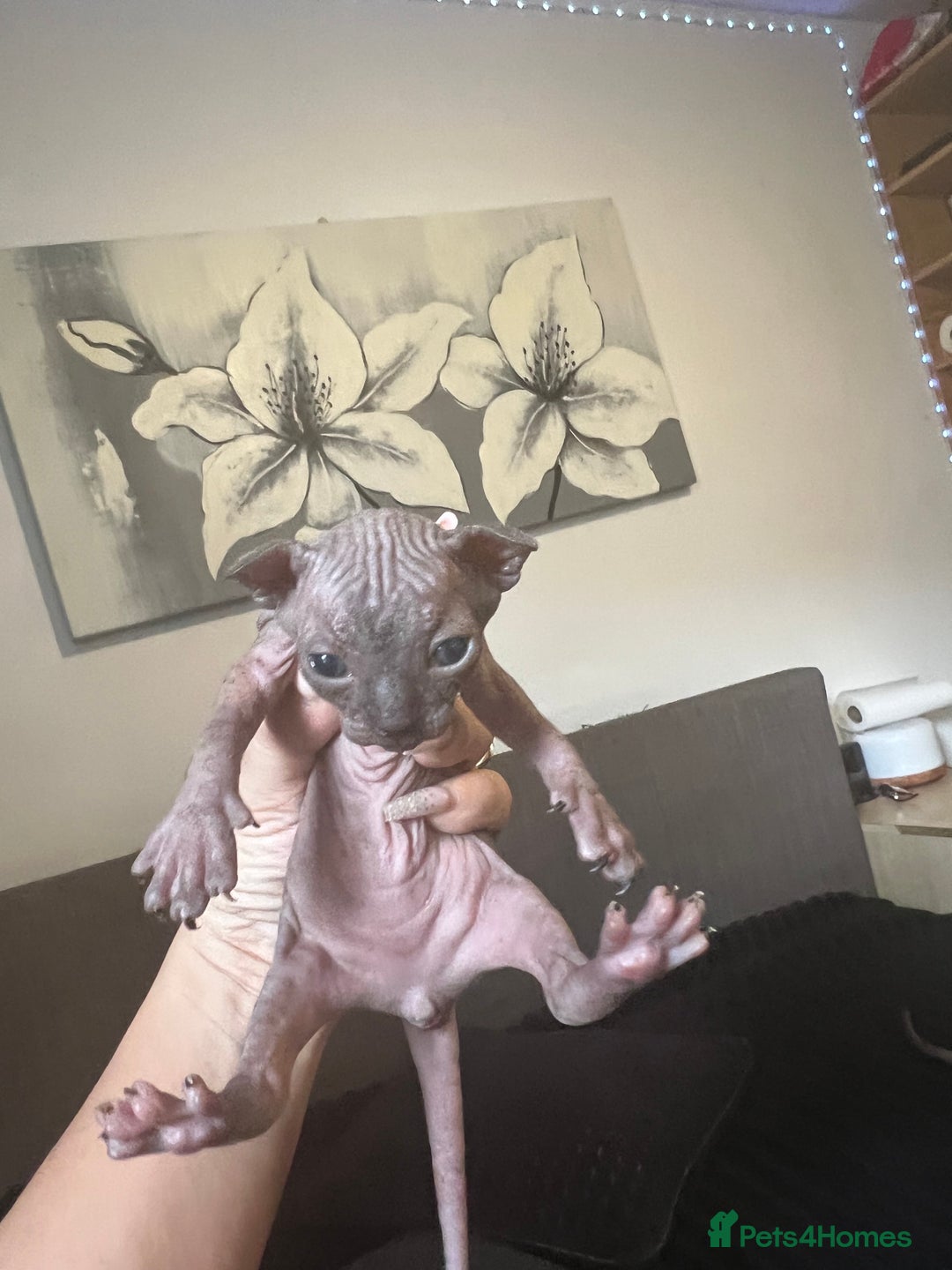Sphynx cats for sale: Sphynk - Image 7