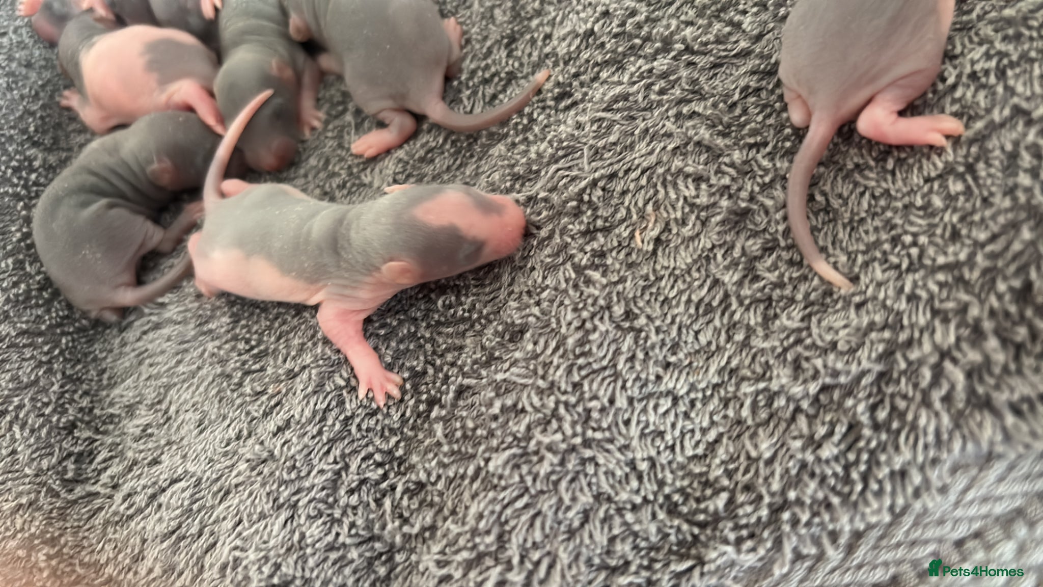 Rat rodents Beautiful short-haired baby rats 🐀 - Advert 2