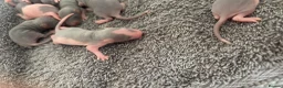 Rat rodents for sale: Beautiful short-haired baby rats 🐀 - Advert 2