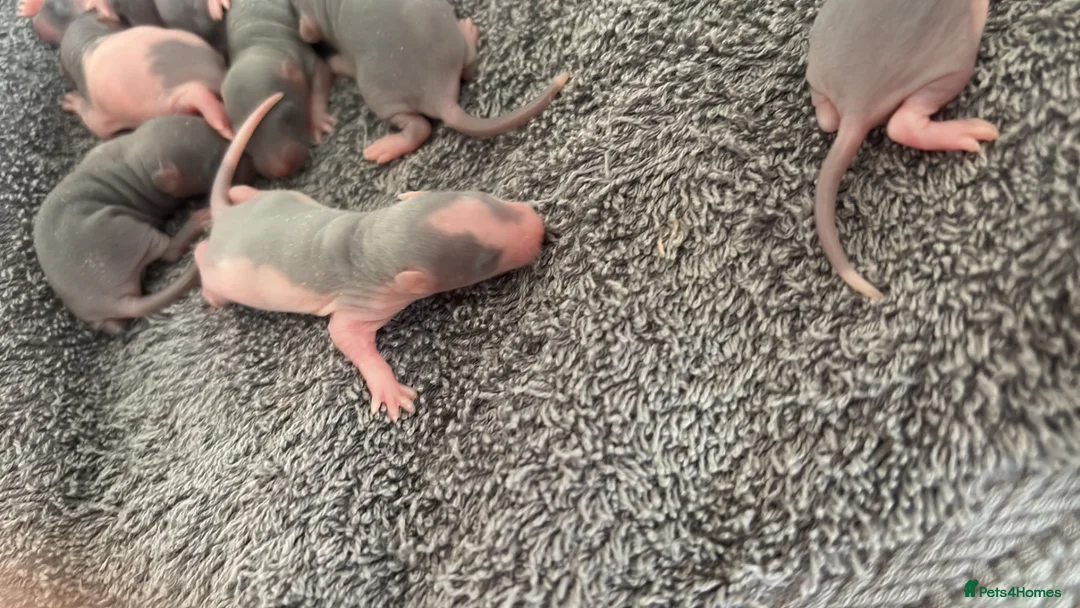 Rat rodents for sale: Beautiful short-haired baby rats 🐀 - Advert 2
