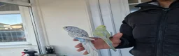 Budgerigars birds for sale: Super silly hand tamed baby budgies  - Advert 7