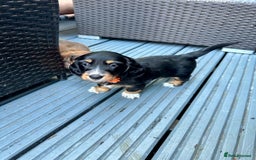 Dachshund dogs for sale: KC reg. Long hair miniature Dachshund puppies  - Image 5