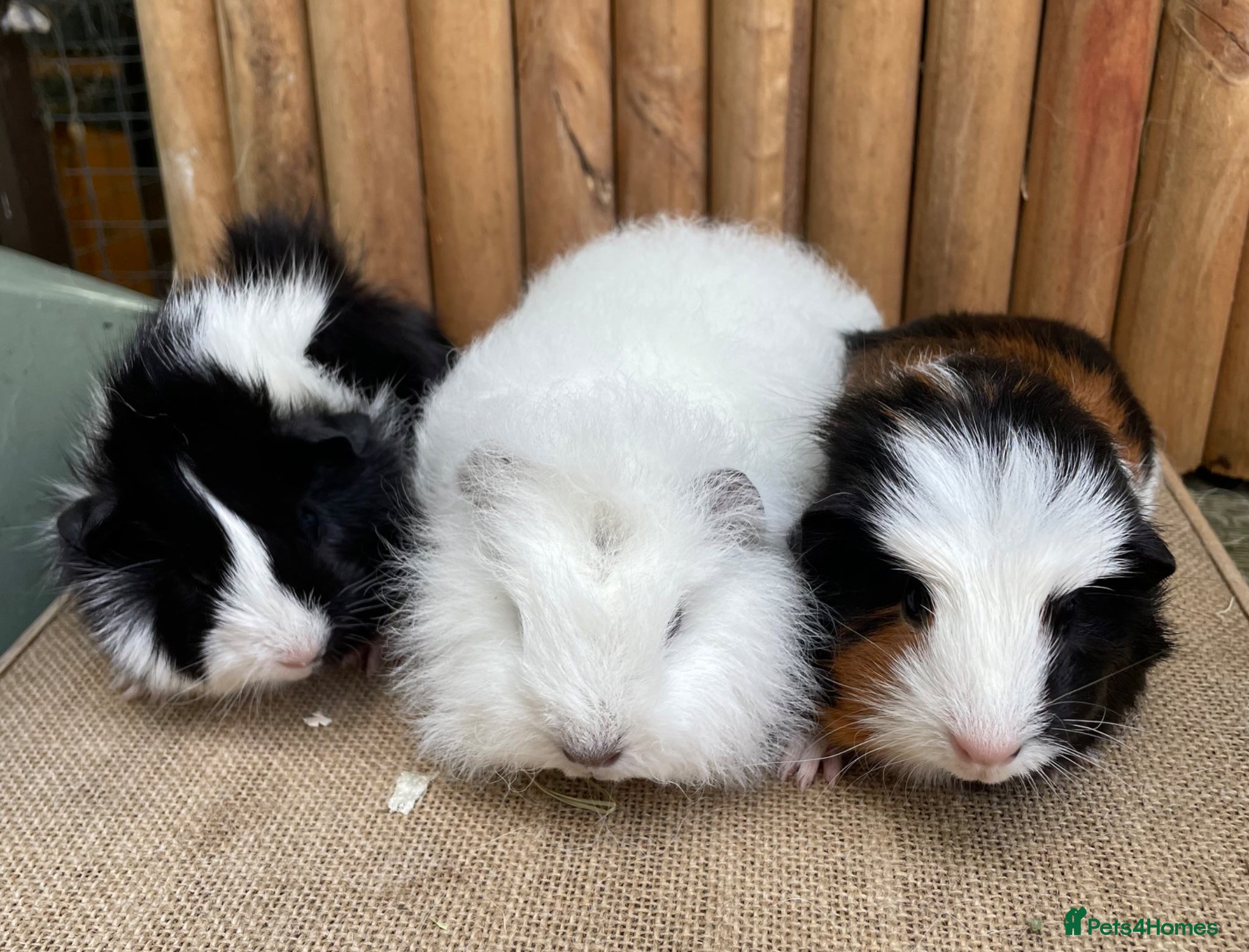 Guinea Pig rodents Baby sows. - Advert 4