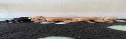 Mixed Breed dogs for sale: Miniature schnauzer cross King Charles cavalier  - Advert 6