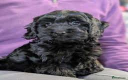 Cockapoo dogs for sale: Ready now! F1 cockapoo pups, health tested parents - Image 7