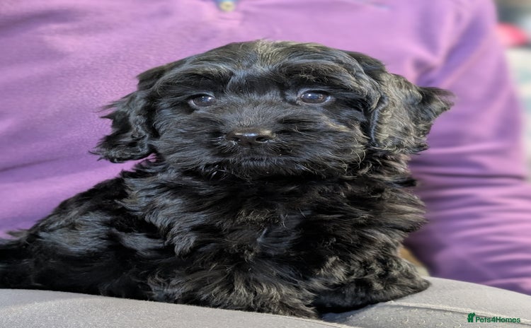 Cockapoo dogs - Advert 3