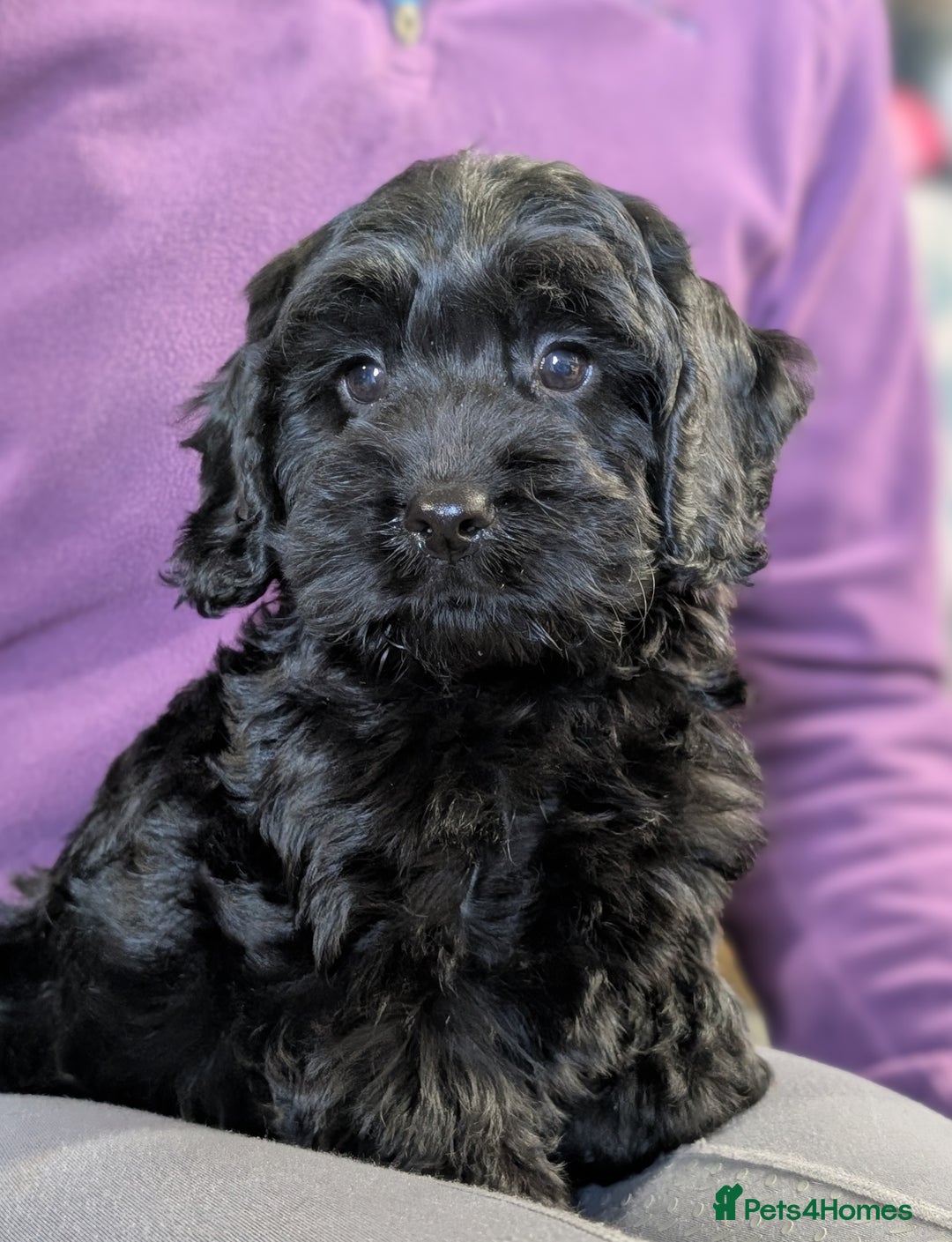 Cockapoo dogs for sale: Ready now! F1 cockapoo pups, health tested parents - Image 7