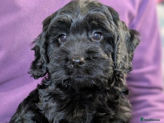 Cockapoo dogs - Advert 5