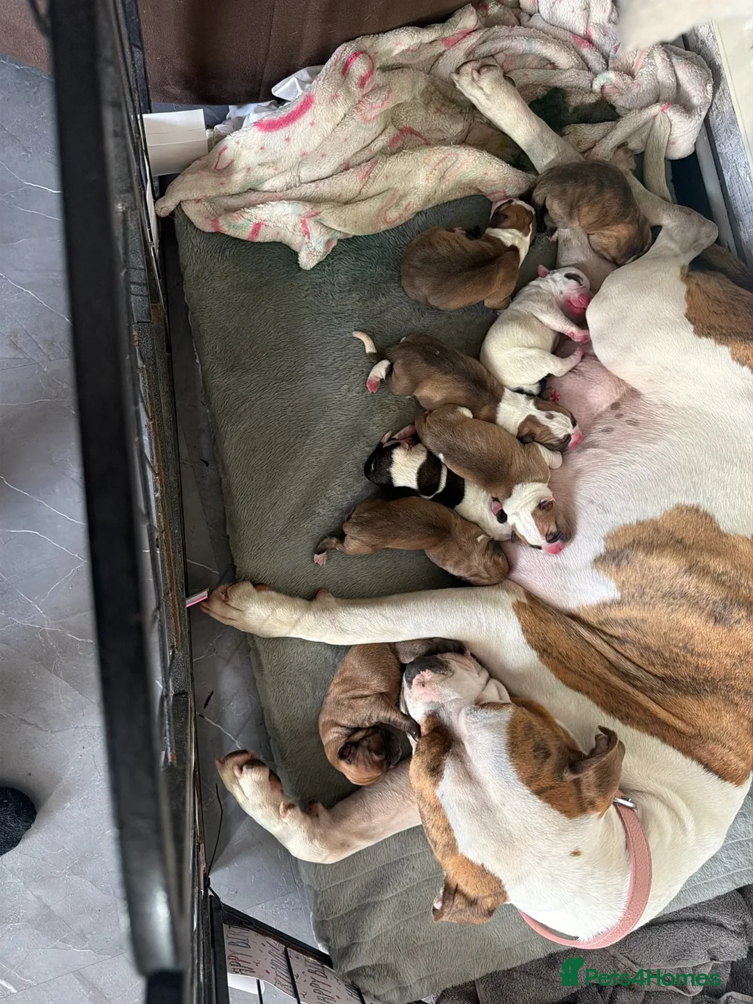 American Bulldog dogs for sale: American bulldog pups  - Advert 2