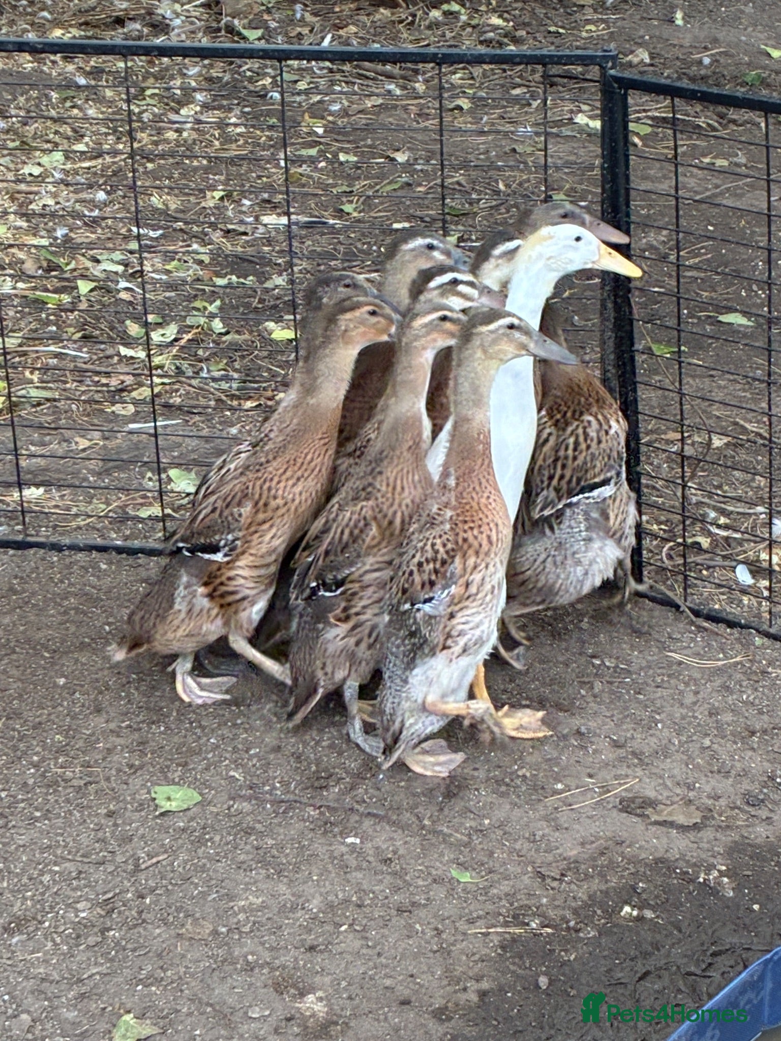 Ducks poultry Indian Runner Ducklings  - Advert 9