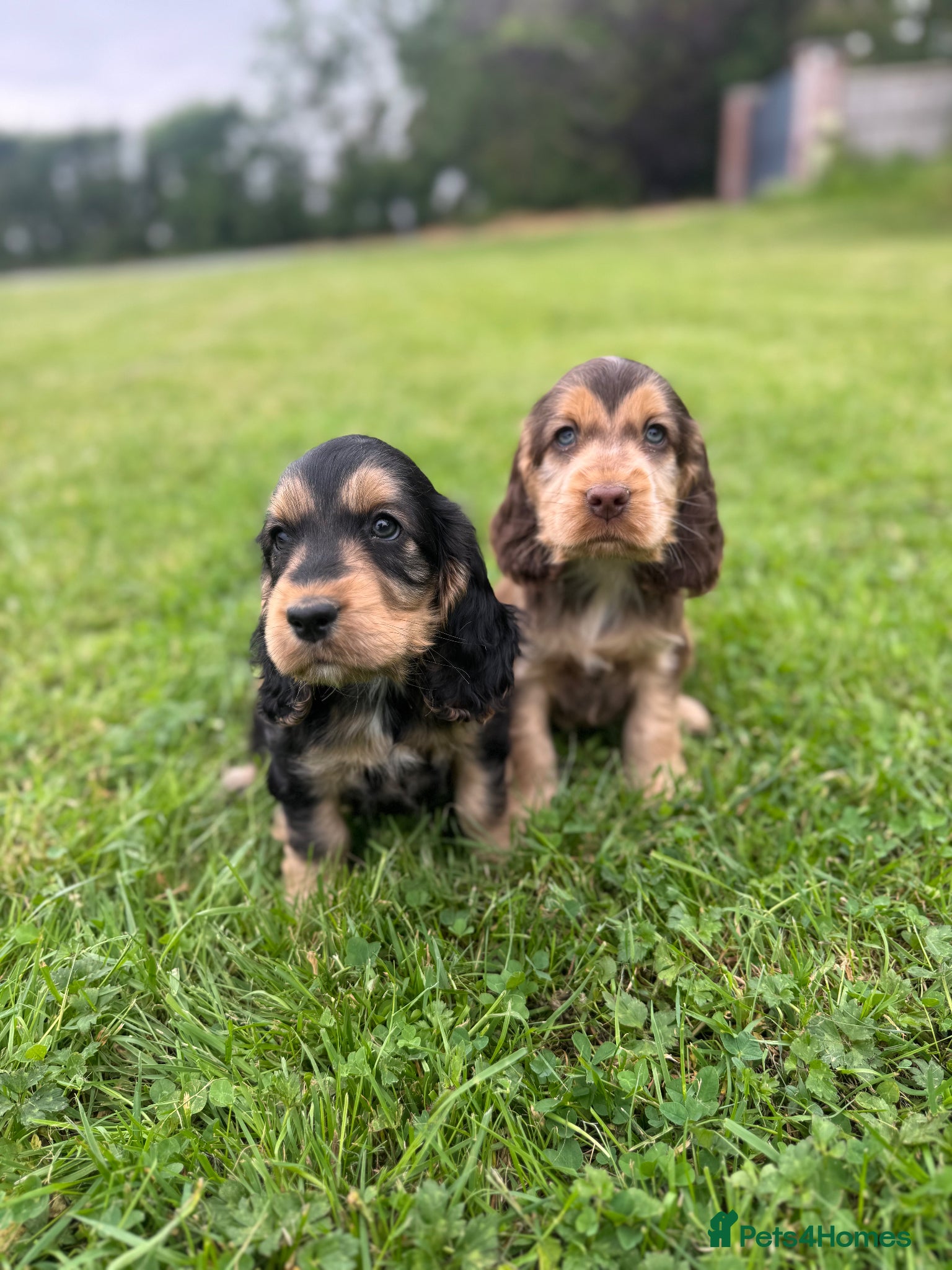 Cocker Spaniel dogs Stunning Show Cocker Spaniels  - Advert 13