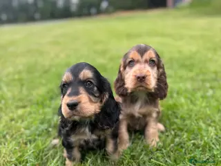 Cocker Spaniel dogs Stunning Show Cocker Spaniels - Advert 13