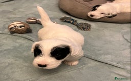 Sealyham Terrier dogs for sale: Quality KC registered Sealyham Terrier pups - Image 6
