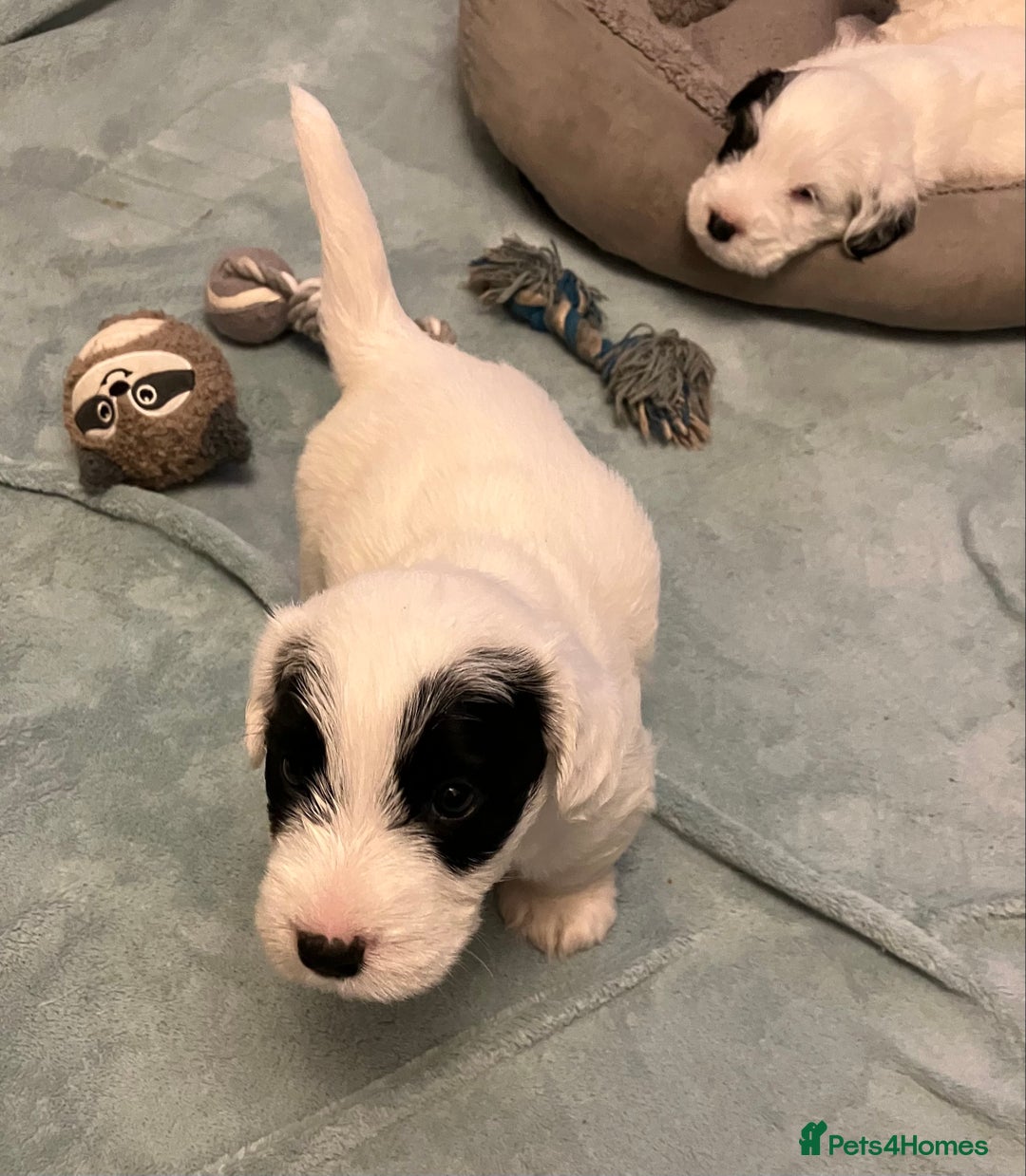 Sealyham Terrier dogs for sale: Quality KC registered Sealyham Terrier pups - Image 6