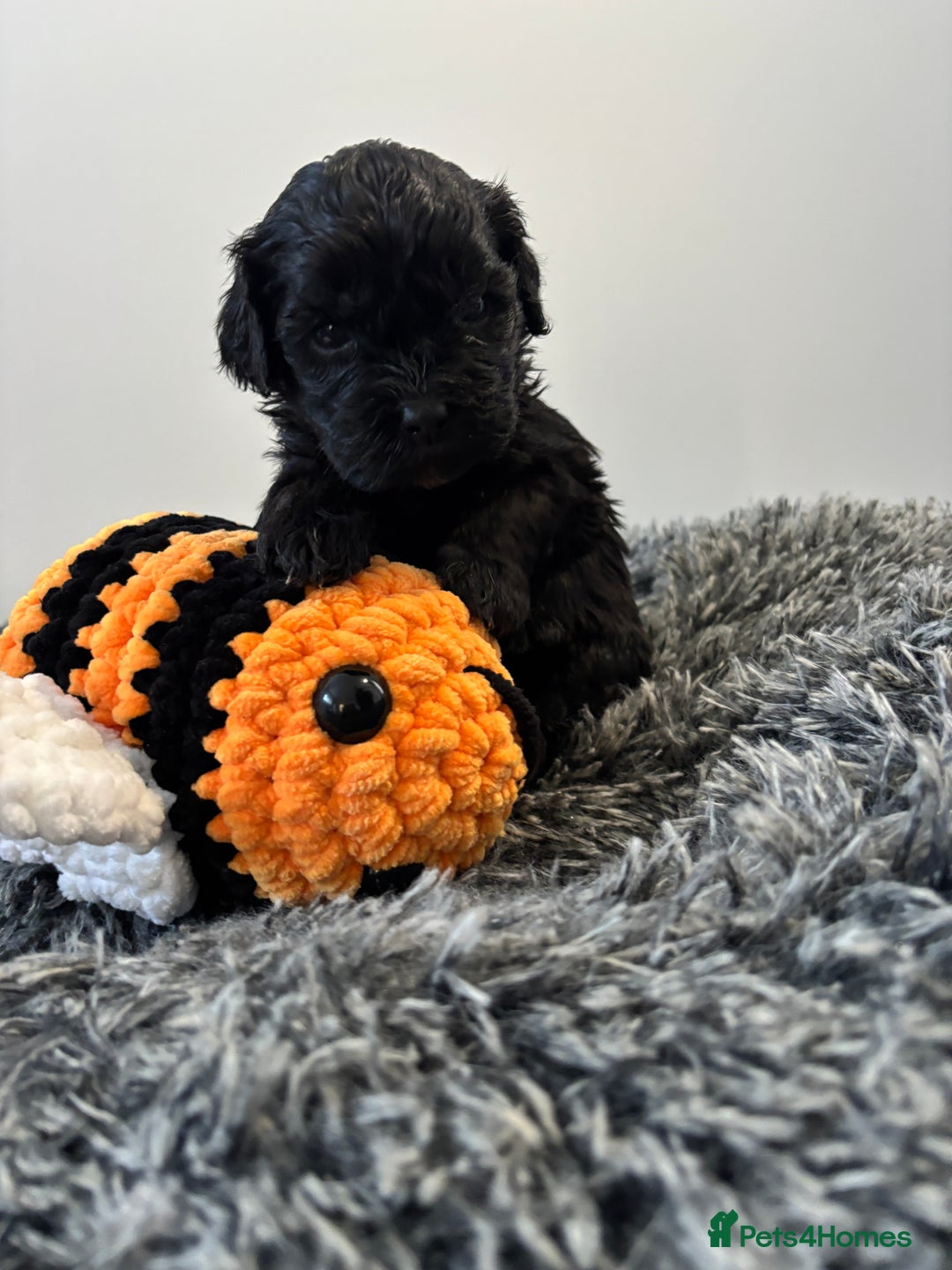 Mixed Breed dogs for sale: Beautiful Sproodle x Lhasa Apso Puppies - Advert 23