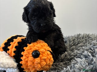 Mixed Breed dogs Beautiful Sproodle x Lhasa Apso Puppies - Advert 5