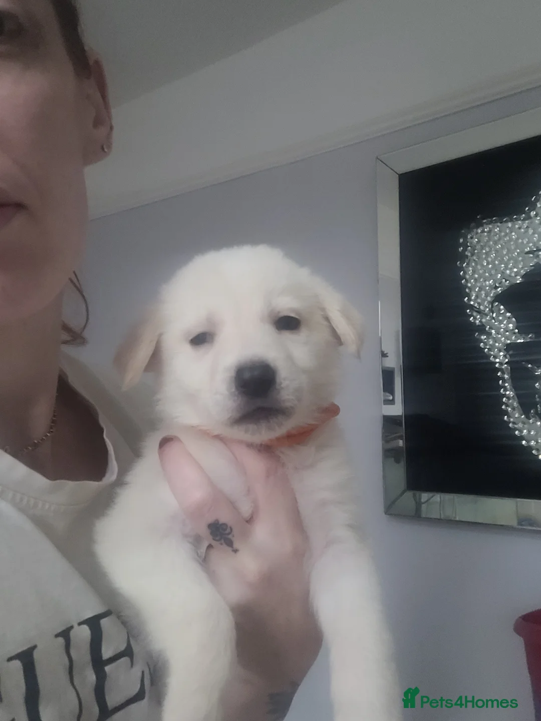 Mixed Breed dogs for sale: Golden shepherd - Advert 13