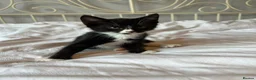 Mixed Breed cats for sale: 4 healthy kittens  - Advert 5