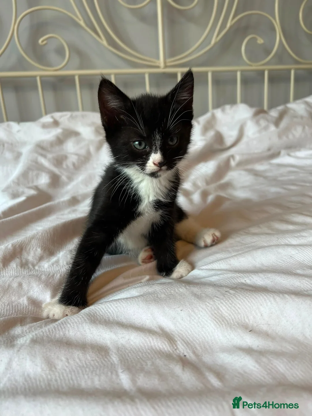 Mixed Breed cats for sale: 4 healthy kittens  - Advert 5