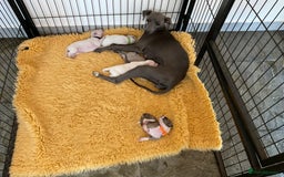 Italian Greyhound dogs for sale: Gorgeous Italian greyhound puppies  - Image 15