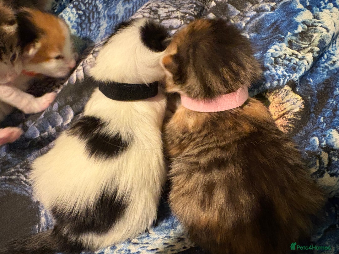 Domestic Shorthair cats for sale: 1 Domestic Shorthair Kitten Left - Advert 34