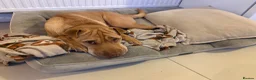 Mixed Breed dogs for sale: Loving home for King - Advert 3
