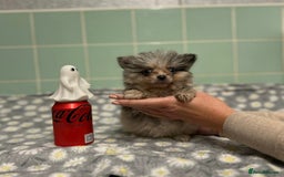 Pomeranian dogs for sale: Beautiful Pomeranian puppies  - Image 15