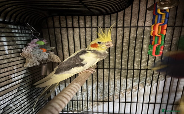 Cockatiels birds - Advert 1