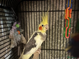 Cockatiels birds for sale - Advert 1