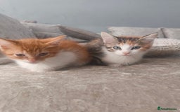 Maine Coon cats for sale: Half Maine coon ready to leave now - Image 18