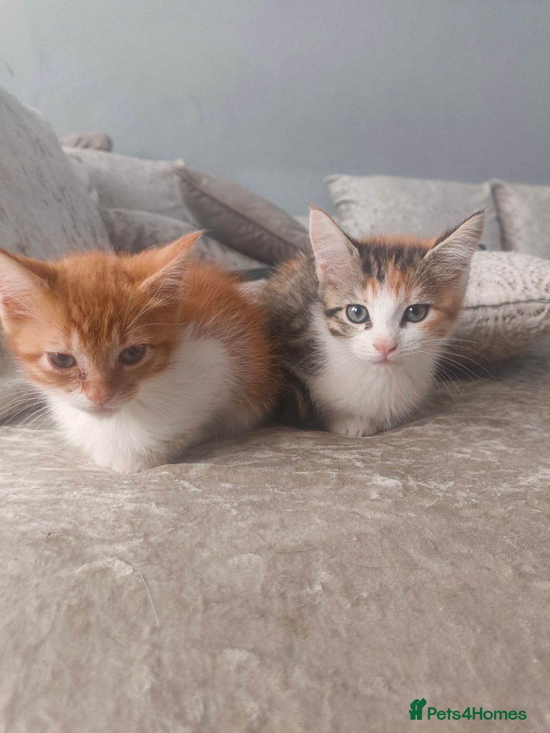 Maine Coon cats for sale: Half Maine coon ready to leave now - Image 18