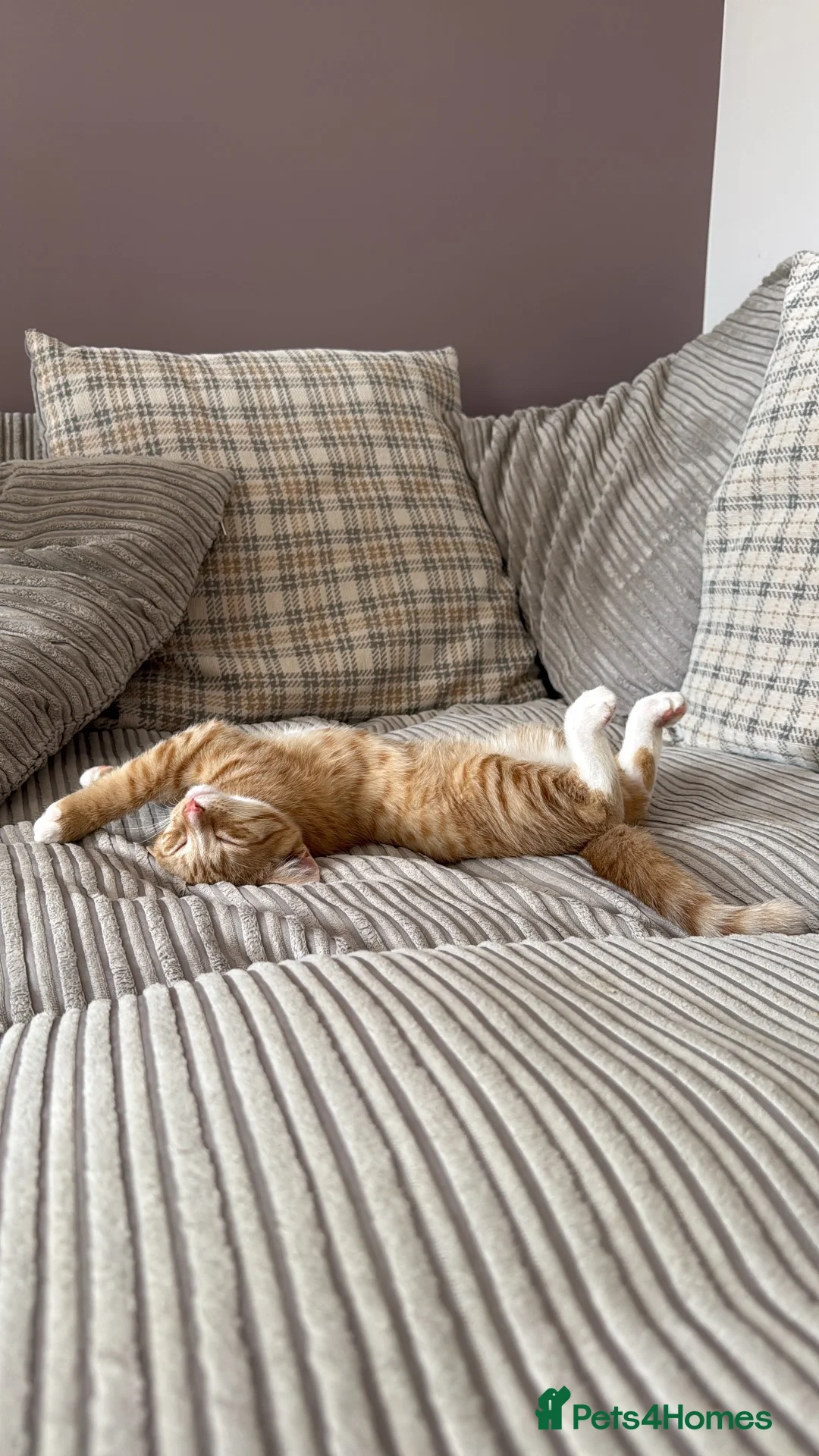 British Shorthair cats for sale: 4 month old Kitten in Kettering - Advert 6
