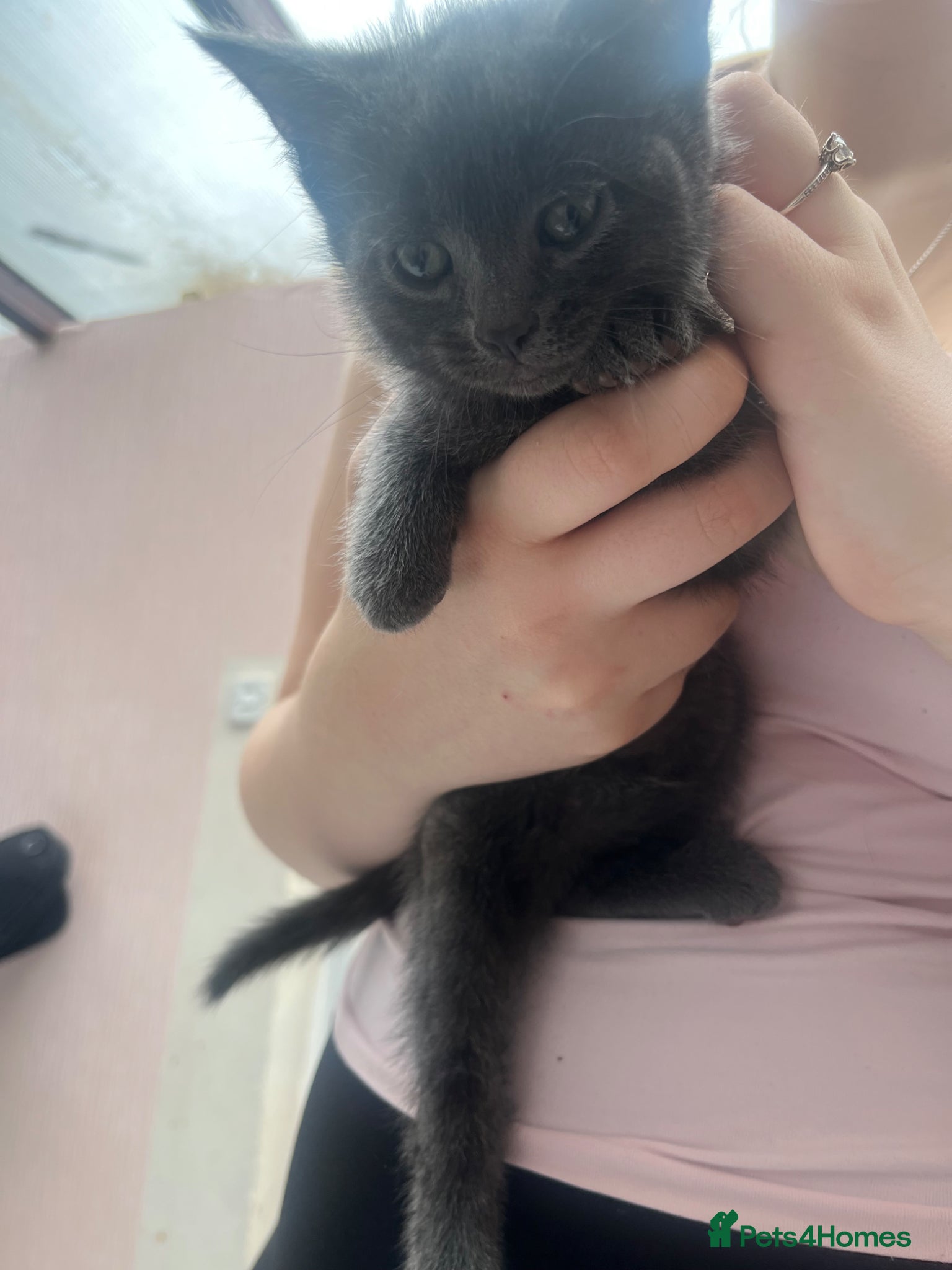 Mixed Breed cats for sale:  4 beautiful males ready now  - Advert 2