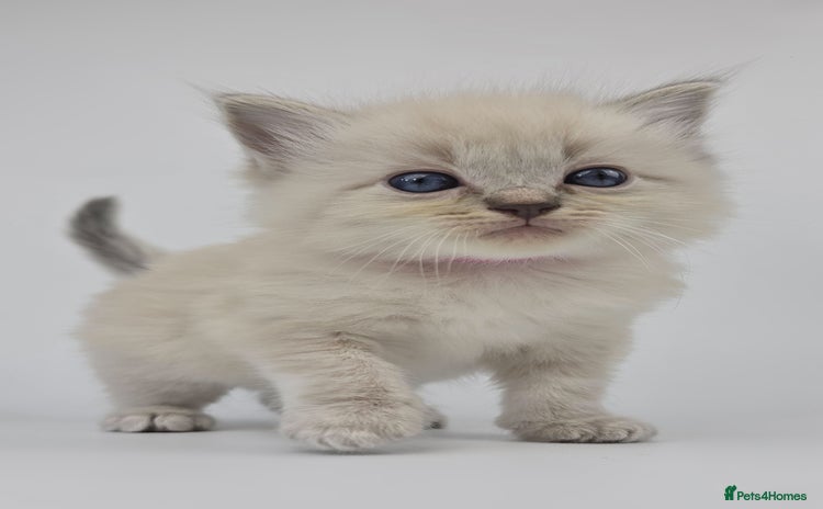 Ragdoll cats - Advert 8