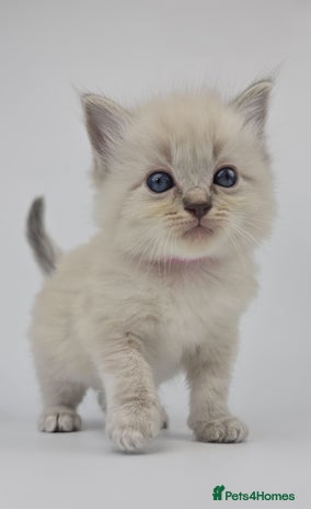 Ragdoll cats - Advert 15