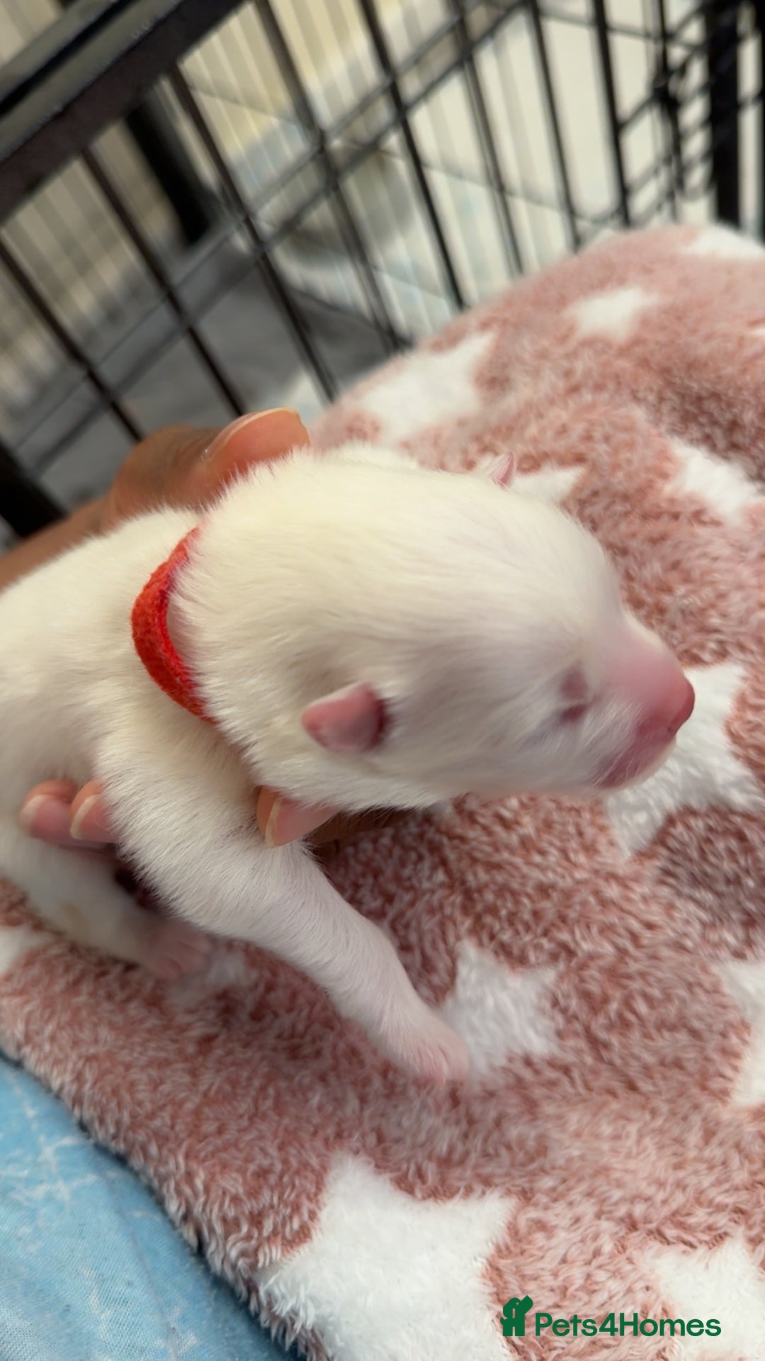 Samoyed dogs for sale: Beautiful Samoyed Pups Ready for a Loving Home  - Advert 6