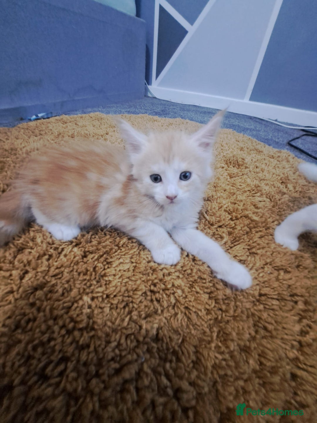 Maine Coon cats for sale: Pure Maine coons fully vaccinated and chipped  - Image 18