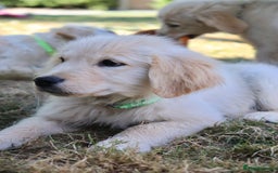 Golden Retriever dogs for sale: Golden retriever  - Image 10