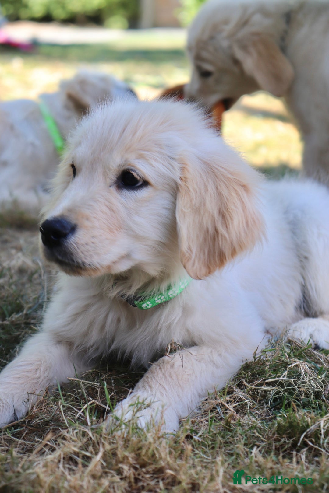 Golden Retriever dogs for sale: Golden retriever  - Image 10