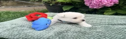 West Highland Terrier dogs for sale: Gorgeous West Highland Terriers in Tonbridge - Advert 8